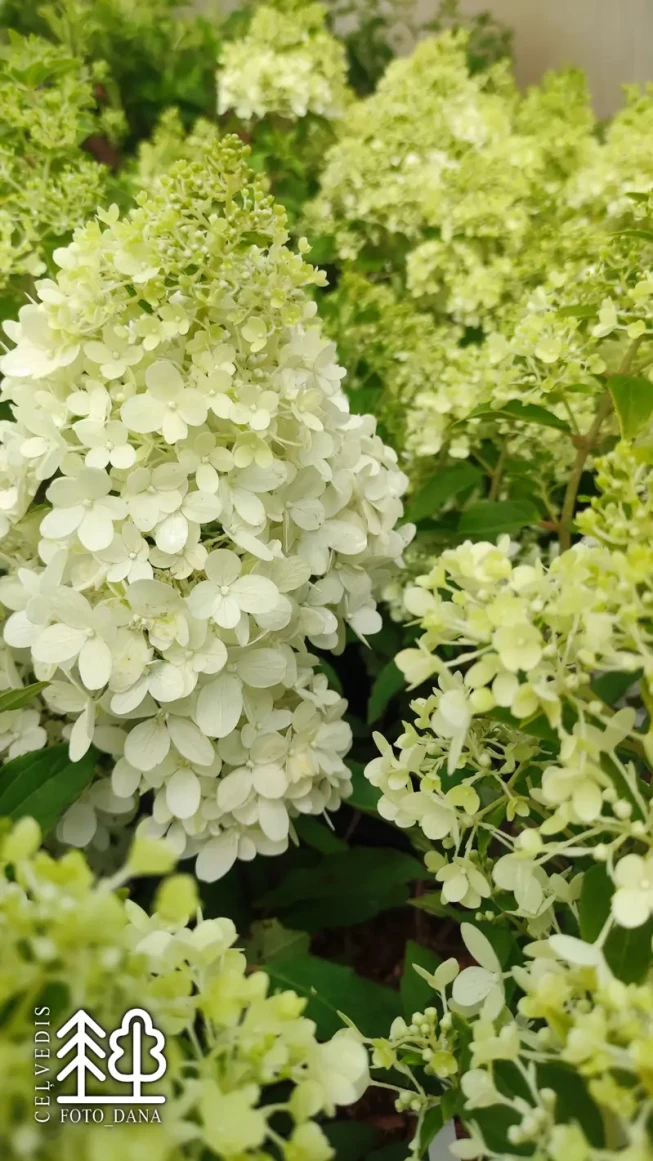 Hydrangea paniculata   'Magical Matterhorn' ('Bokomaho')